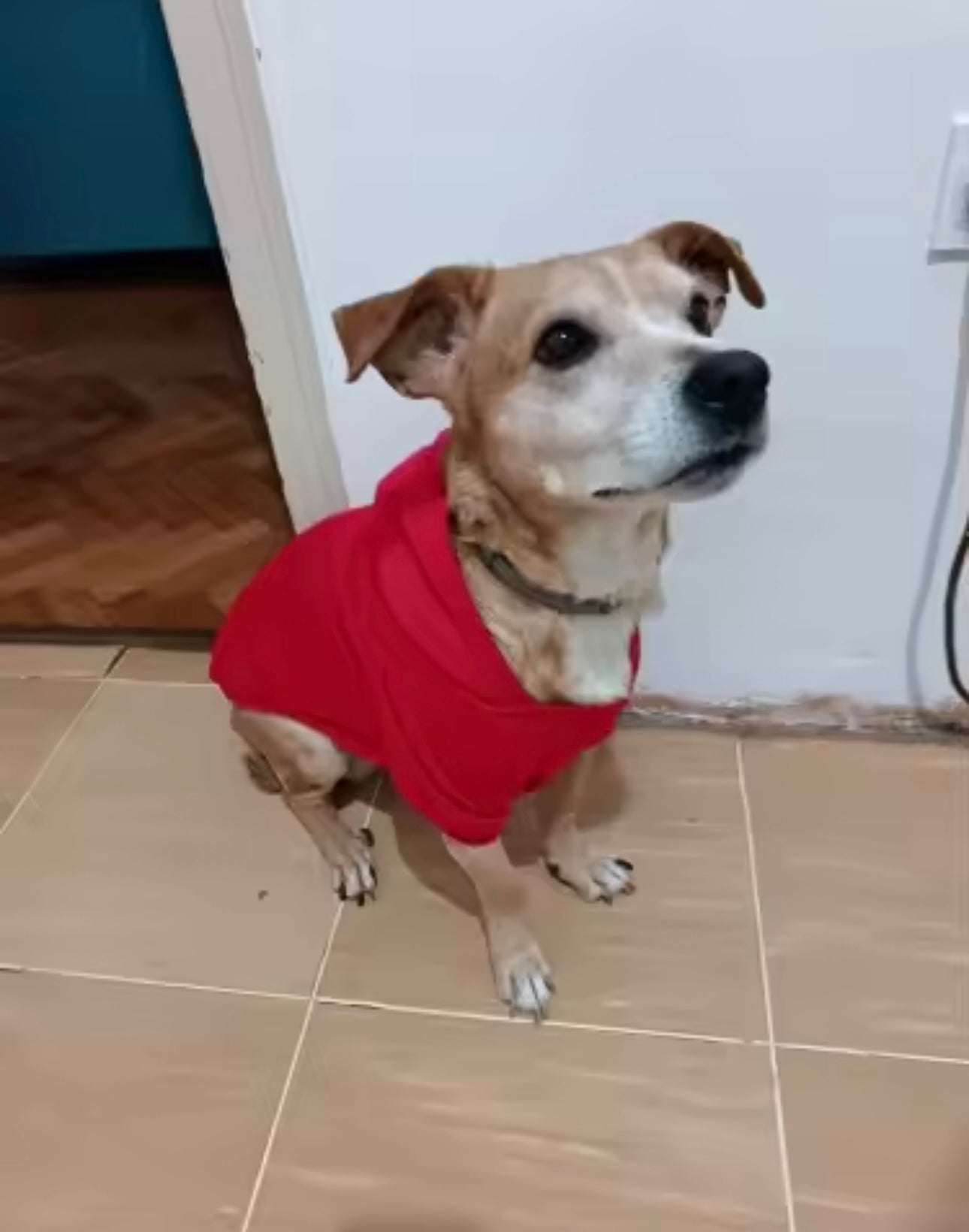 Pawfect Hoodie