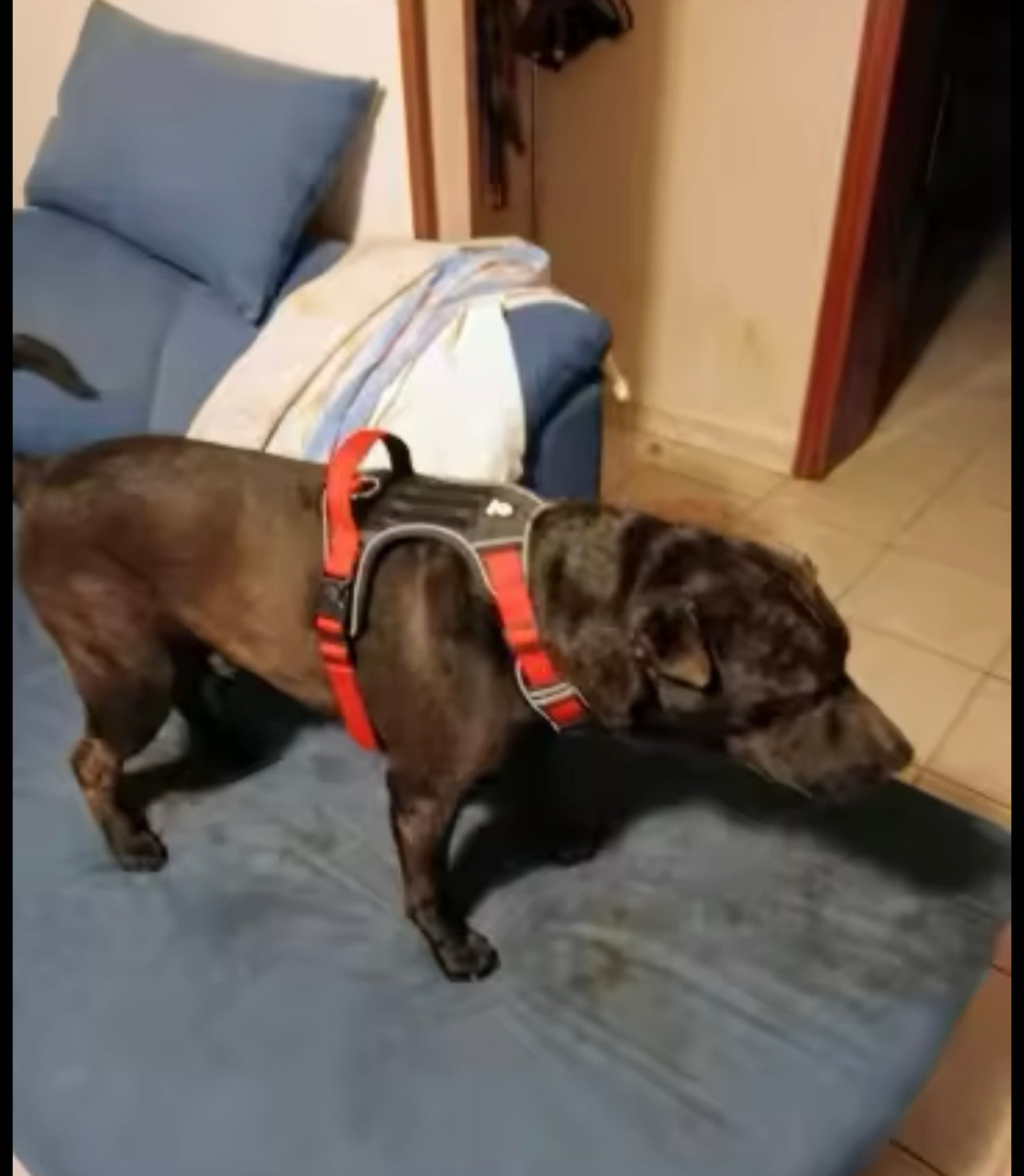 Easy Walk Harness