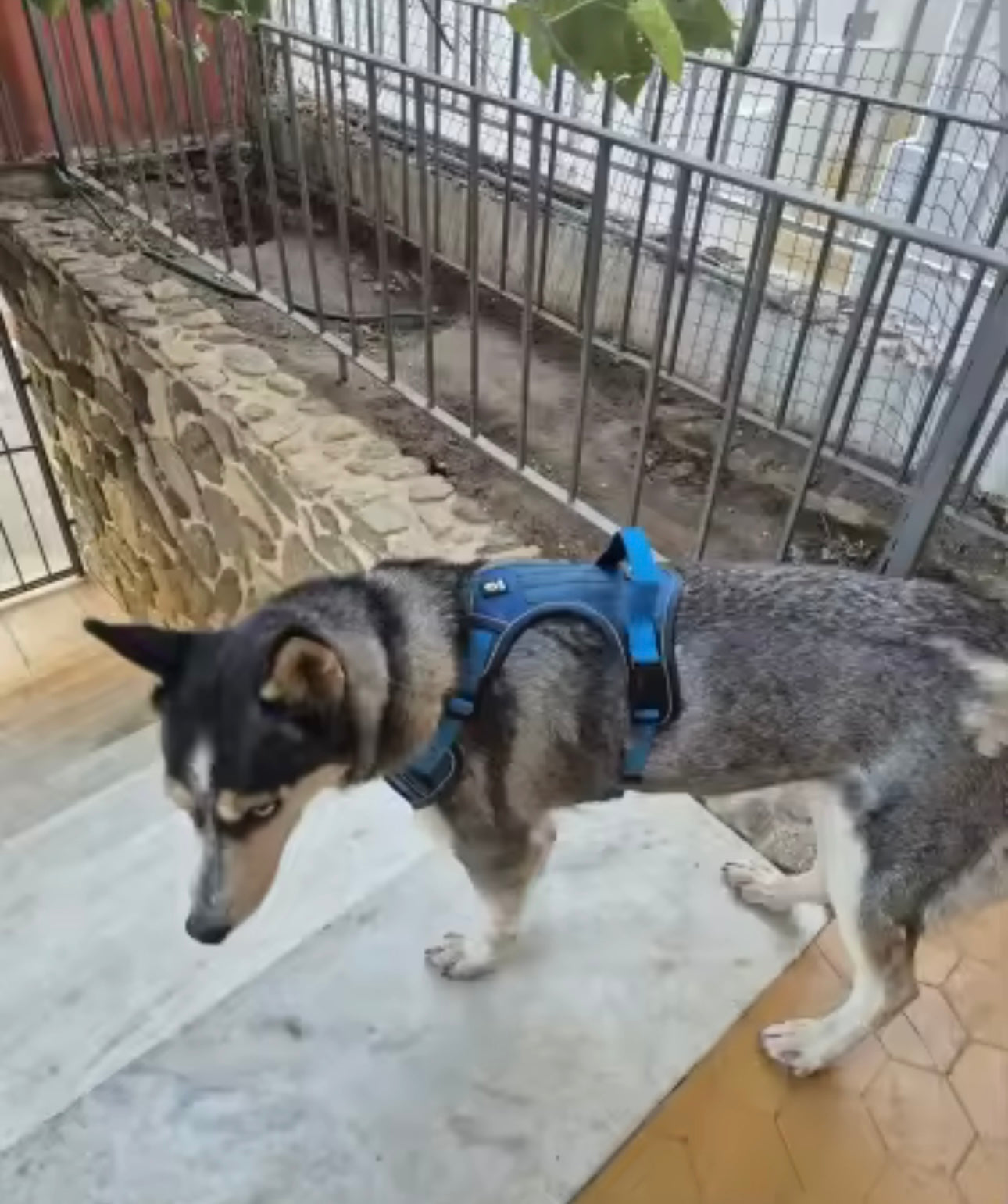 Easy Walk Harness