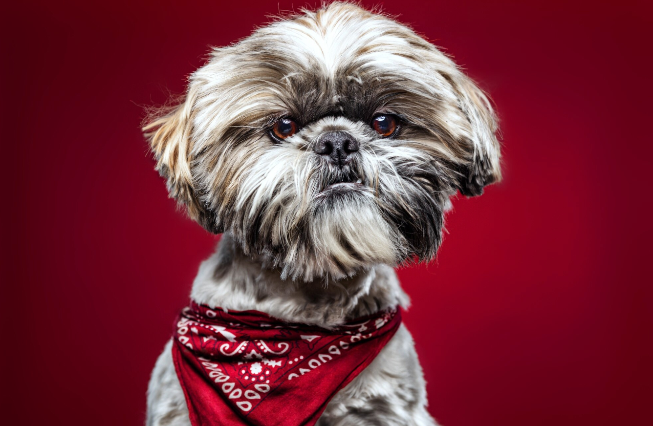 Cute Bandana Collars